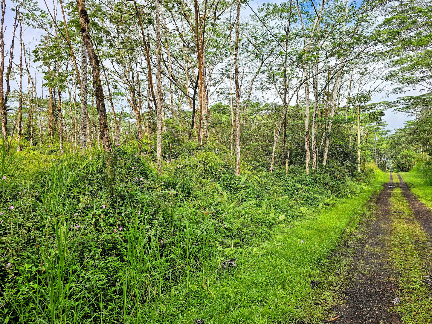 #L40198-1 Beautiful Lot in Nanawale Estates, Hawaii $19,499.00 ($239.25 / Month)