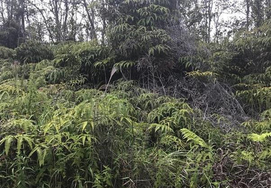 #L04189-1 Own a piece of your own Rain Forest with 3 Acres of Paradise in Fern Forrest Hawaii $35,899.00 ($404.73/Month)