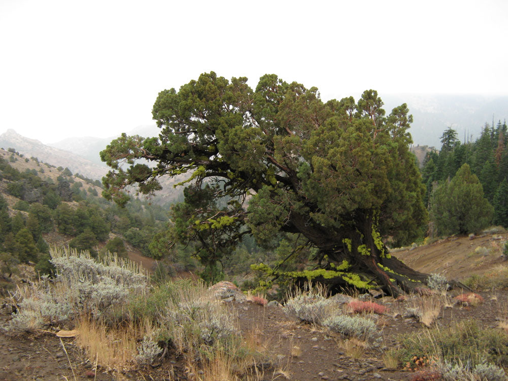 #L09855-1 1.17 Acres in California Pines, Modoc CA $7,299.00 ($120.16/Month)