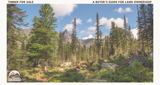 Timber for Sale: A Buyer's Guide for Landowners