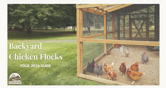 Backyard Chicken Flocks: Your 2026 Guide