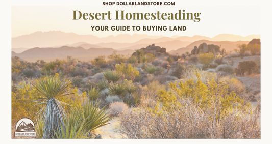 Desert Homestead 101: A Guide to Buying Your Land