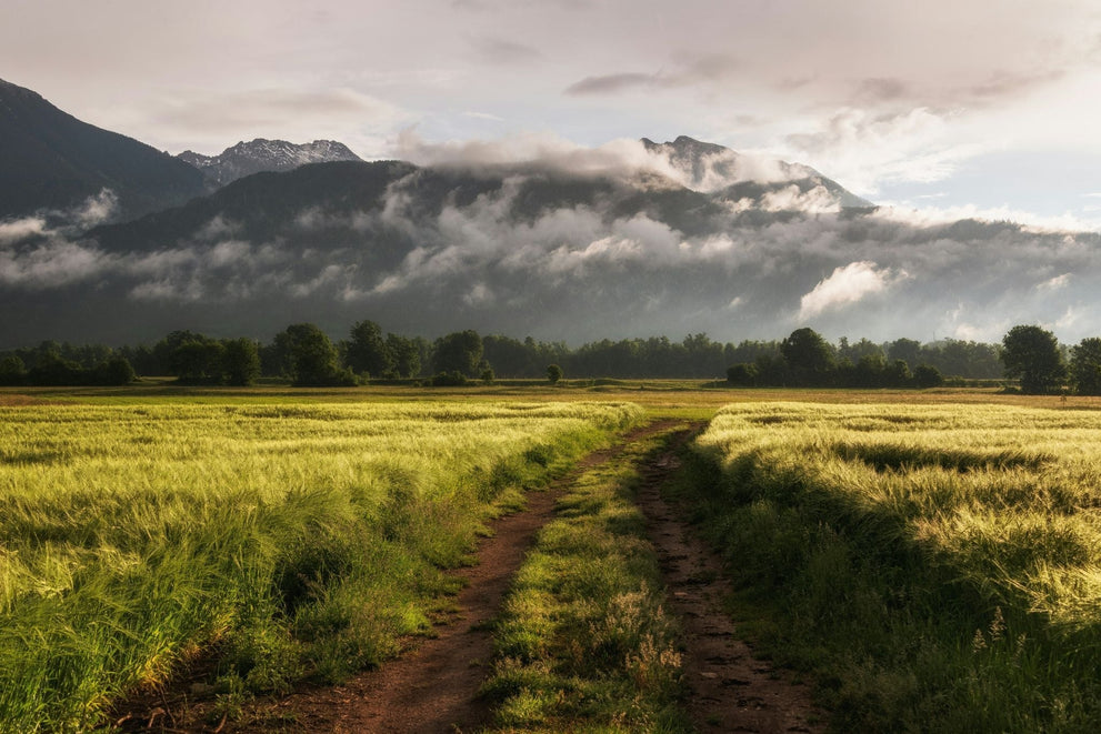 Open grassy field with a dirt path leading toward misty mountains.