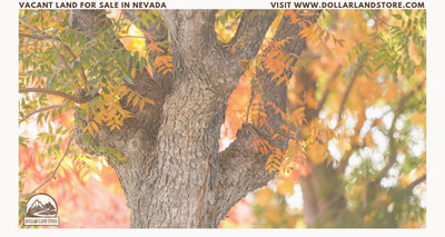 Vacant Land for Sale in Nevada: A Practical Buyer's Guide