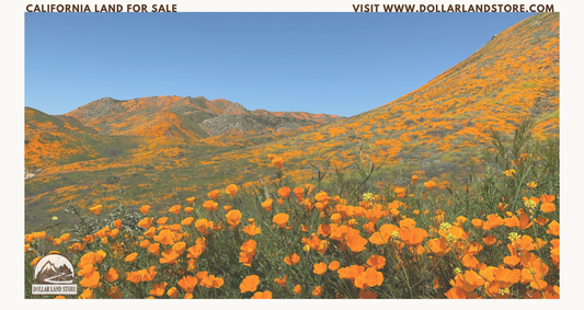 Your Guide To Buying California Land For Sale