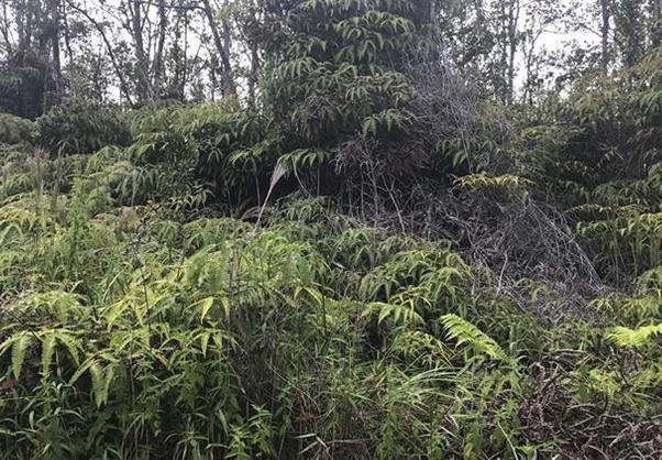 #L04189-1 Own a piece of your own Rain Forest with 3 Acres of Paradise in Fern Forrest Hawaii $35,899.00 ($404.73/Month)