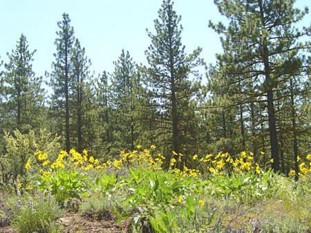#L05055-1 1.25 Acres in California Pines, Modoc CA $5,899.00 ($80.38/Month)