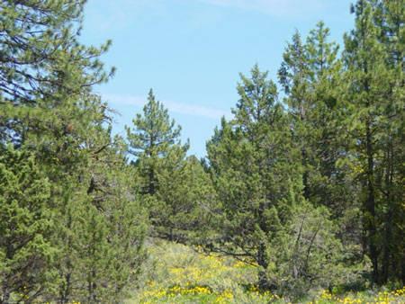 #L09361-1 1.41 Acres in California Pines, Modoc County, CA $6,299.00 ($118.33/Month)