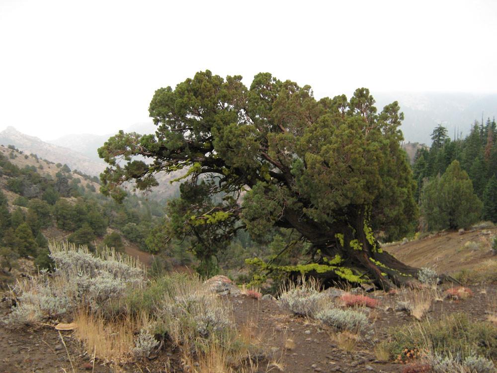 #L05055-1 1.25 Acres in California Pines, Modoc CA $5,899.00 ($80.38/Month)
